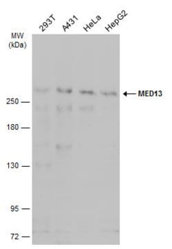 Invitrogen MED13 Polyclonal Antibody 100 &mu;L; Unconjugated:Antibodies,