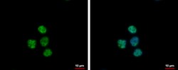Invitrogen NTMT1 Polyclonal Antibody 100 μL; Unconjugated:Antibodies,