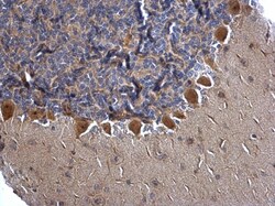 Invitrogen Mgea5 Polyclonal Antibody 100 &mu;L; Unconjugated:Antibodies,