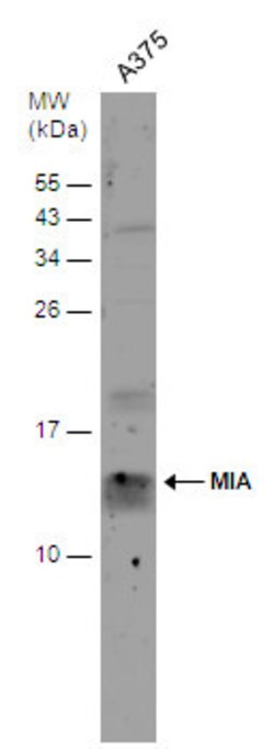 Invitrogen MIA Polyclonal Antibody 100 &mu;L; Unconjugated:Anticuerpos