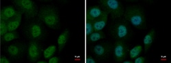 Invitrogen MTF1 Polyclonal Antibody 100 μL; Unconjugated:Antibodies,