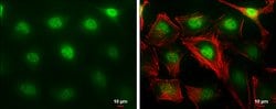 Invitrogen MTF2 Polyclonal Antibody 100 &mu;L; Unconjugated:Antibodies,