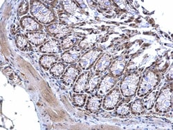 Invitrogen MTF2 Polyclonal Antibody 100 &mu;L; Unconjugated:Antibodies,