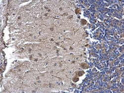 Invitrogen NTE Polyclonal Antibody 100 &mu;L; Unconjugated:Antibodies,