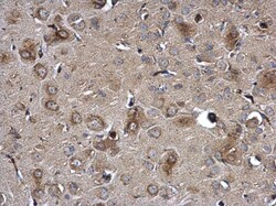 Invitrogen NTE Polyclonal Antibody 100 &mu;L; Unconjugated:Antibodies,