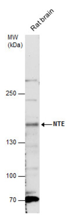 Invitrogen NTE Polyclonal Antibody 100 &mu;L; Unconjugated:Antibodies,
