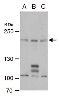 Invitrogen PCF11 Polyclonal Antibody 100 &mu;L; Unconjugated:Antibodies,