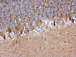 Invitrogen PDDC1 Polyclonal Antibody 100 &mu;L; Unconjugated:Antibodies,