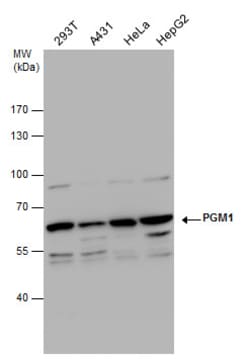Invitrogen PGM1 Polyclonal Antibody 100 &mu;L; Unconjugated:Antibodies,