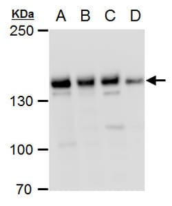 Invitrogen PHF2 Polyclonal Antibody 100 &mu;L; Unconjugated:Antibodies,