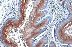 Invitrogen PJA2 Polyclonal Antibody 100 &mu;L; Unconjugated:Antibodies,