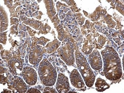 Invitrogen PLSCR4 Polyclonal Antibody 100 &mu;L; Unconjugated:Antibodies,