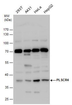 Invitrogen PLSCR4 Polyclonal Antibody 100 &mu;L; Unconjugated:Antibodies,