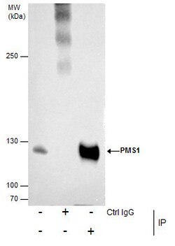 Invitrogen PMS1 Polyclonal Antibody 100 &mu;L; Unconjugated:Antibodies,