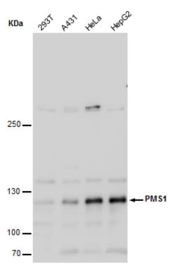 Invitrogen PMS1 Polyclonal Antibody 100 &mu;L; Unconjugated:Antibodies,
