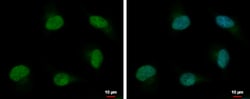 Invitrogen PSPC1 Polyclonal Antibody 100 &mu;L; Unconjugated:Antibodies,