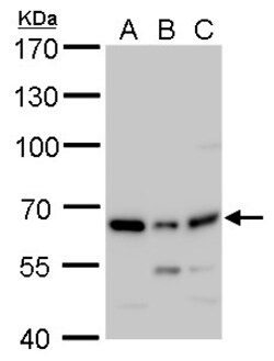 Invitrogen PSPC1 Polyclonal Antibody 100 &mu;L; Unconjugated:Antibodies,