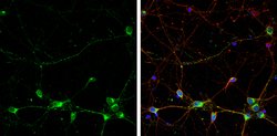Invitrogen RPH3A Polyclonal Antibody 100 &mu;L; Unconjugated:Antibodies,