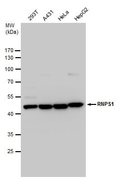 Invitrogen RNPS1 Polyclonal Antibody 100 &mu;L; Unconjugated:Antibodies,