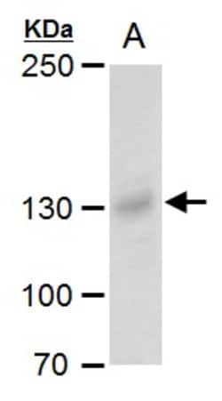 Invitrogen Rubicon Polyclonal Antibody 100 &mu;L; Unconjugated:Antibodies,