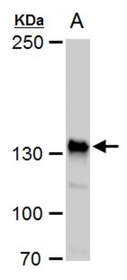 Invitrogen Rubicon Polyclonal Antibody 100 &mu;L; Unconjugated:Antibodies,