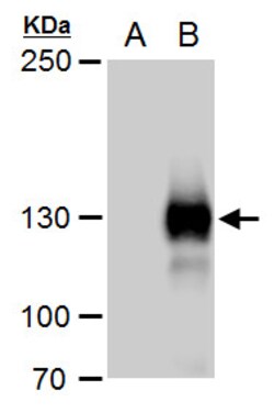 Invitrogen Rubicon Polyclonal Antibody 100 &mu;L; Unconjugated:Antibodies,