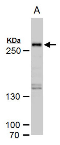 Invitrogen SETD1A Polyclonal Antibody 100 &mu;L; Unconjugated:Antibodies,