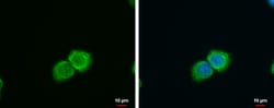 Invitrogen SFXN4 Polyclonal Antibody 100 &mu;L; Unconjugated:Antibodies,