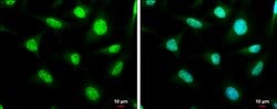 Invitrogen SP2 Polyclonal Antibody 100 μL; Unconjugated:Antibodies,