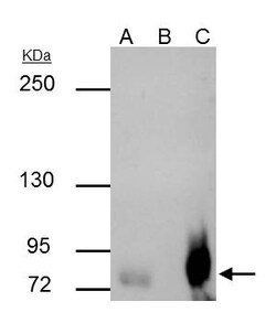 Invitrogen SP2 Polyclonal Antibody 100 μL; Unconjugated:Antibodies,