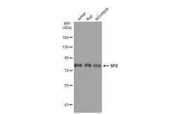 Invitrogen SP2 Polyclonal Antibody 100 μL; Unconjugated:Antibodies,