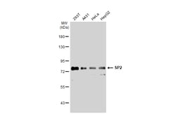 Invitrogen SP2 Polyclonal Antibody 100 μL; Unconjugated:Antibodies,