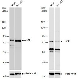 Invitrogen SP2 Polyclonal Antibody 100 μL; Unconjugated:Antibodies,