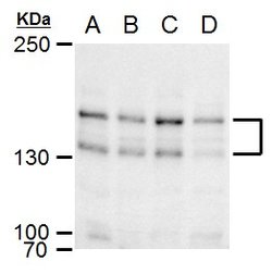 Invitrogen SPAG5 Polyclonal Antibody 100 &mu;L; Unconjugated:Antibodies,