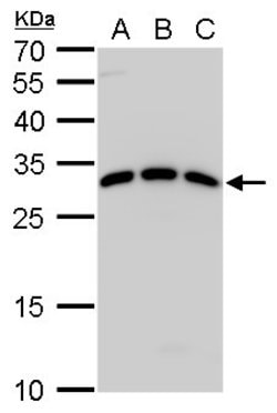 Invitrogen SPIC Polyclonal Antibody 100 &mu;L; Unconjugated:Antibodies,