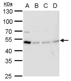Invitrogen TIPIN Polyclonal Antibody 100 &mu;L; Unconjugated:Antibodies,