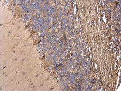 Invitrogen TMF1 Polyclonal Antibody 100 &mu;L; Unconjugated:Antibodies,