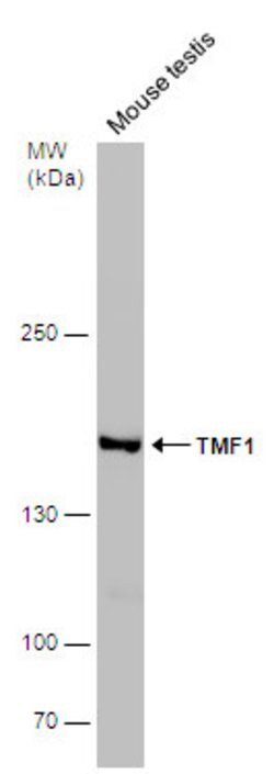 Invitrogen TMF1 Polyclonal Antibody 100 &mu;L; Unconjugated:Antibodies,