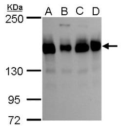 Invitrogen TMF1 Polyclonal Antibody 100 &mu;L; Unconjugated:Antibodies,