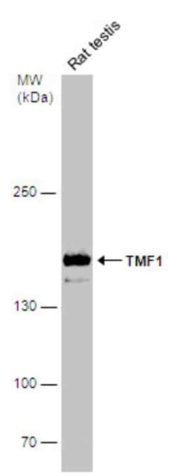 Invitrogen TMF1 Polyclonal Antibody 100 &mu;L; Unconjugated:Antibodies,