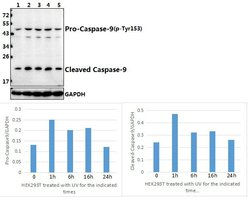 Invitrogen Phospho-Caspase 9 (Tyr153) Polyclonal Antibody 100 &mu;L; Unconjugated:Antibodies,
