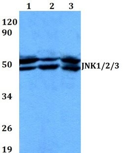 Invitrogen JNK1/JNK2/JNK3 Polyclonal Antibody 100 &mu;L; Unconjugated:Antibodies,