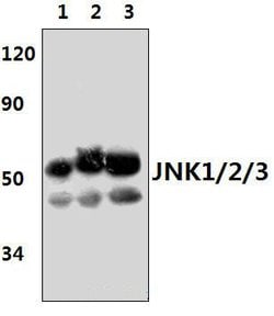 Invitrogen JNK1/JNK2/JNK3 Polyclonal Antibody 100 &mu;L; Unconjugated:Antibodies,