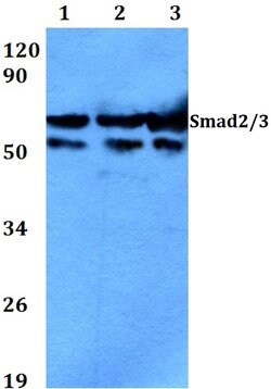 Invitrogen SMAD2/SMAD3 Polyclonal Antibody 100 &mu;L; Unconjugated:Antibodies,