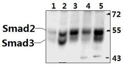 Invitrogen SMAD2/SMAD3 Polyclonal Antibody 100 &mu;L; Unconjugated:Antibodies,