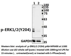 Invitrogen Phospho-ERK1/ERK2 (Tyr204) Polyclonal Antibody 100 &mu;L; Unconjugated:Antibodies,