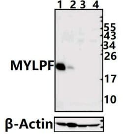 Invitrogen MYLPF Polyclonal Antibody 100 μL; Unconjugated:Antibodies,