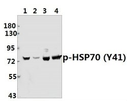 Invitrogen Phospho-HSP70 (Tyr41) Polyclonal Antibody 100 &mu;L; Unconjugated:Antibodies,