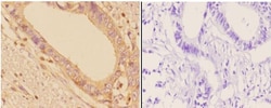 Invitrogen ADD1/ADD2 Polyclonal Antibody 100 &mu;L; Unconjugated:Antibodies,
