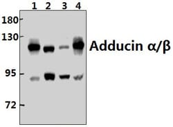 Invitrogen ADD1/ADD2 Polyclonal Antibody 100 &mu;L; Unconjugated:Antibodies,